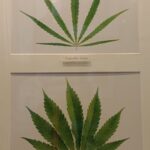 Hashish & Hamp Museo di Barcellona